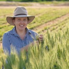 Researchers on a mission to improve heat tolerance of wheat