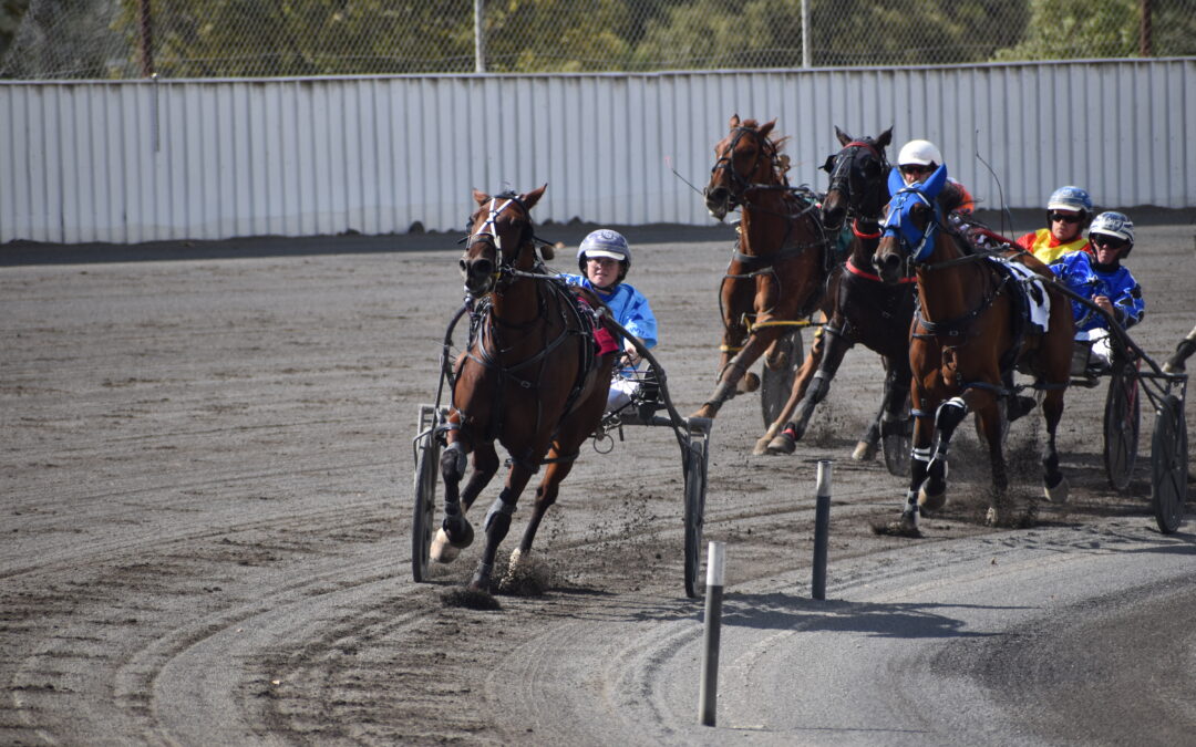Miss Maravu Delights at Tamworth Paceway