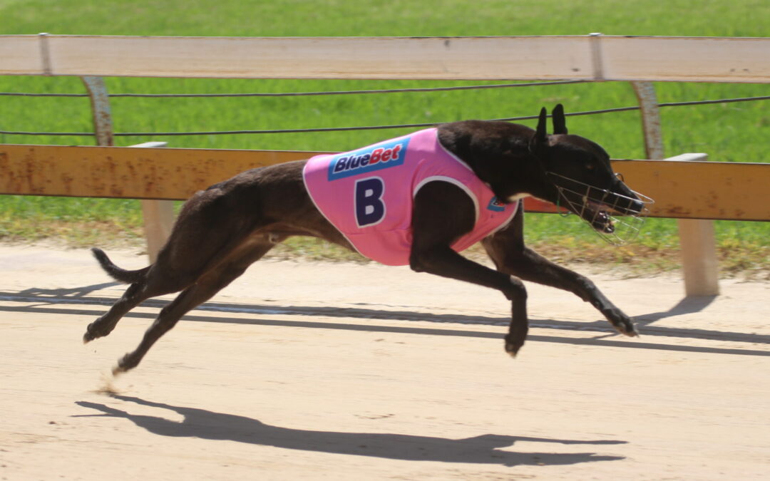 Gunnedah glory for Wee Waa trainer Colin Anderson