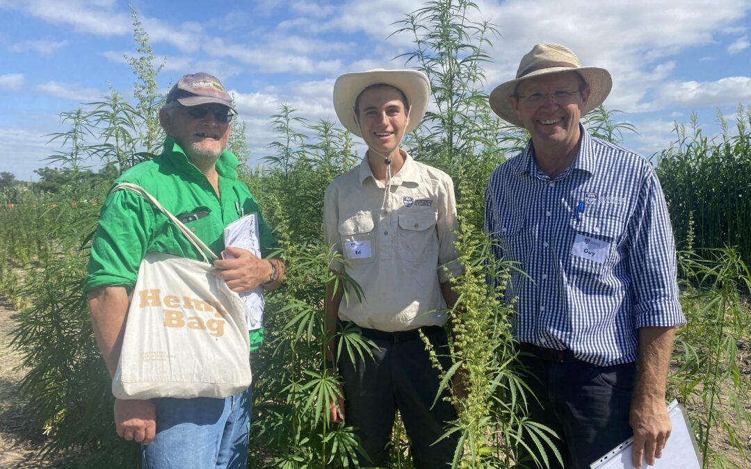 Growing interest in industrial hemp crops