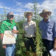 Growing interest in industrial hemp crops