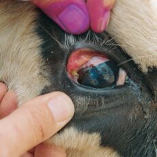 Be alert about pinkeye in livestock during summer