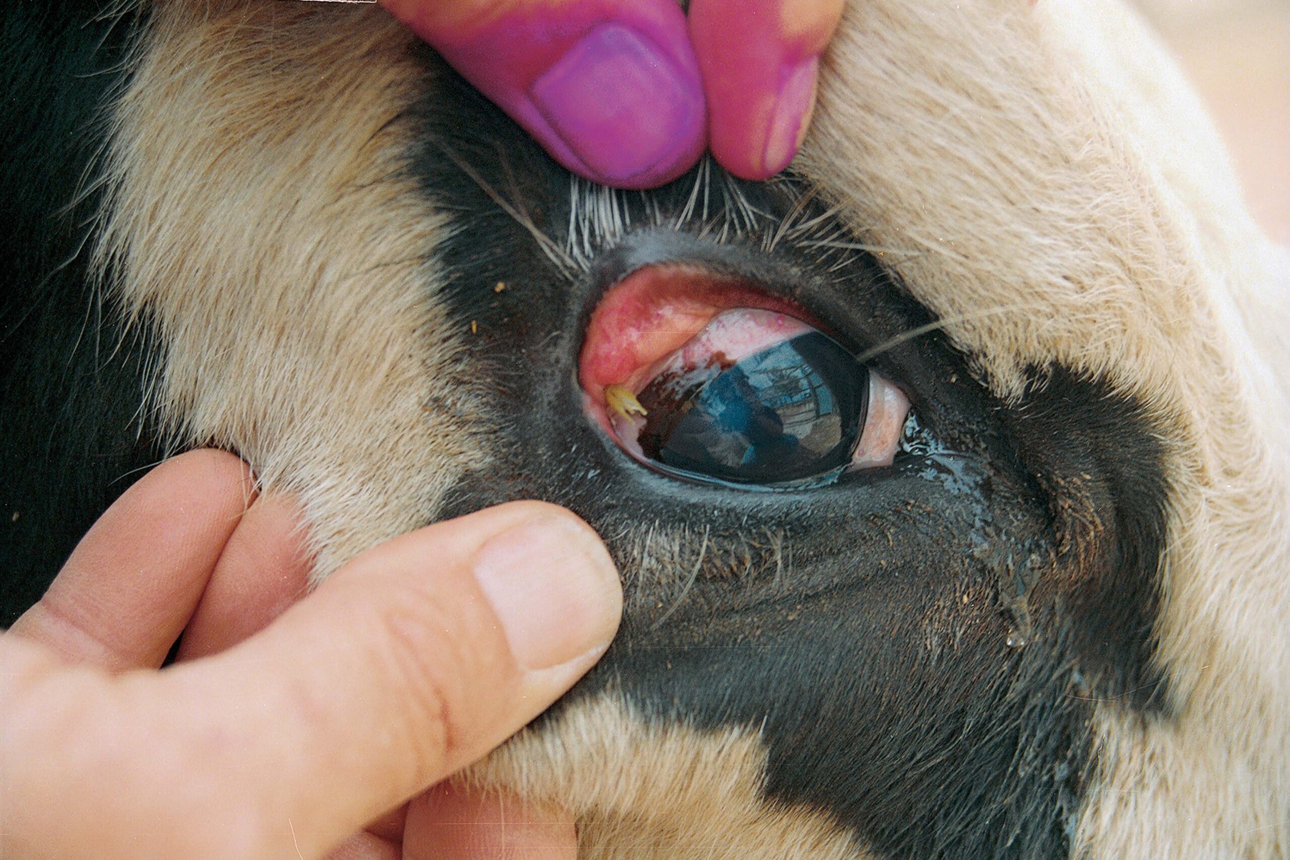 Be alert about pinkeye in livestock during summer