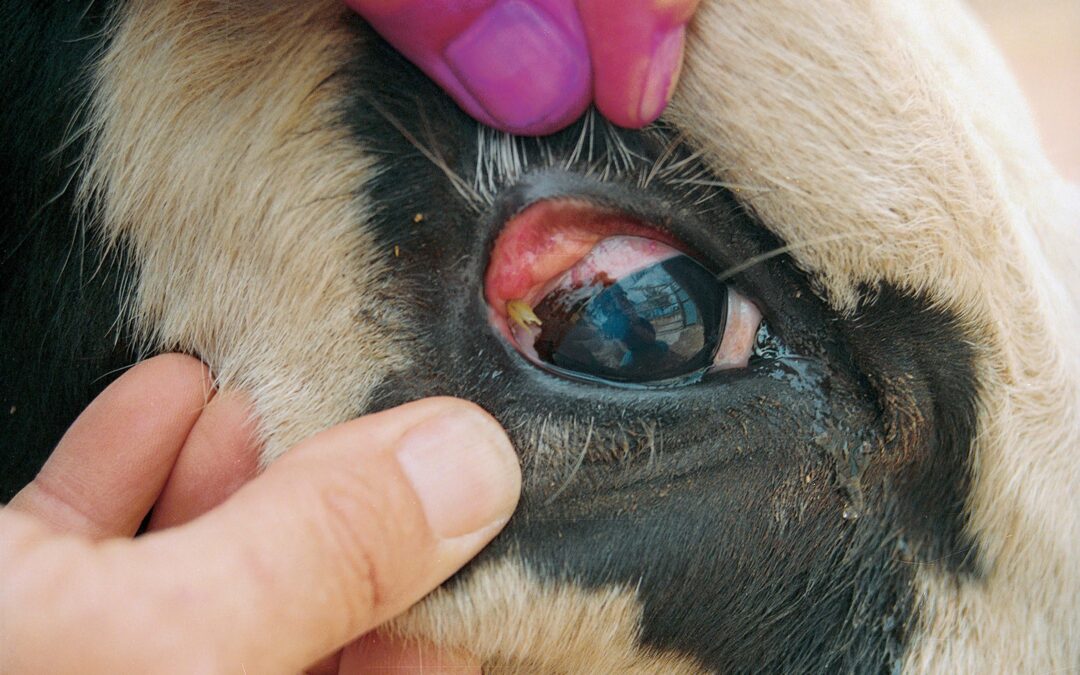 Be alert about pinkeye in livestock during summer