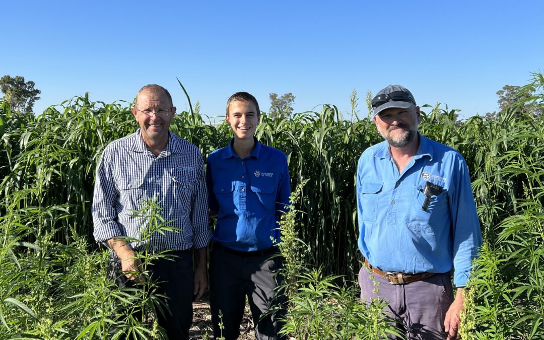 Growers invited to learn more about industrial hemp at  University of Sydney field day