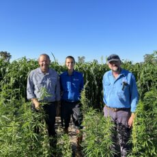 Growers invited to learn more about industrial hemp at University of Sydney field day