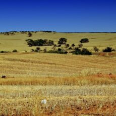 Narrabri included in Farms of the Future government program