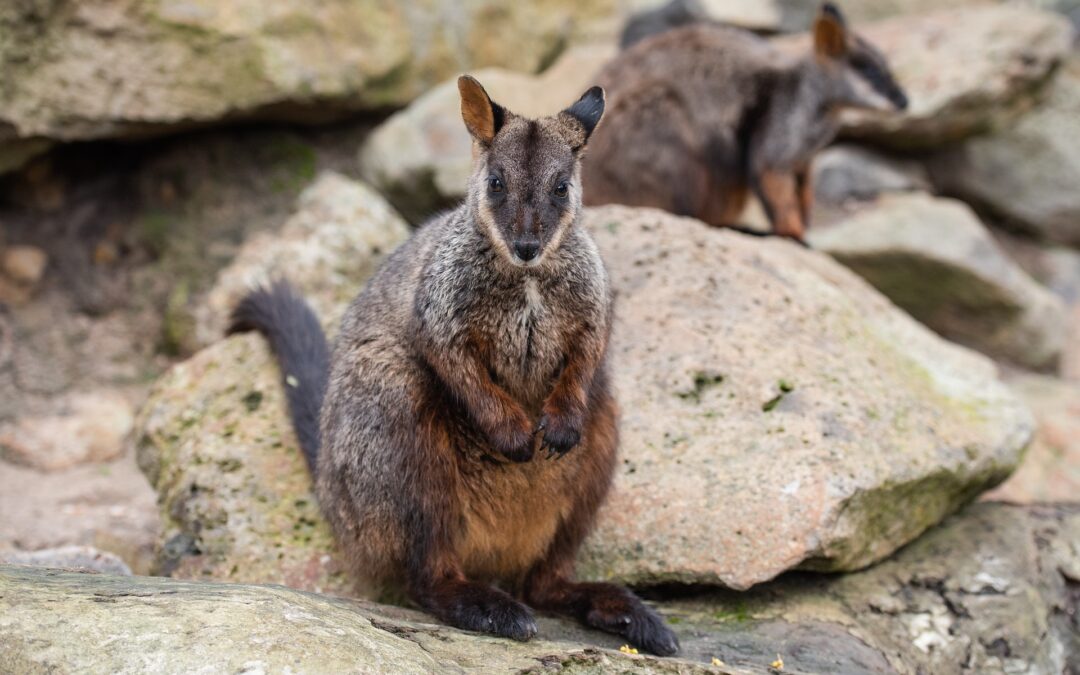 National Parks issues emergency response to save rock wallabies