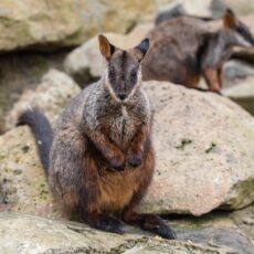 National Parks issues emergency response to save rock wallabies