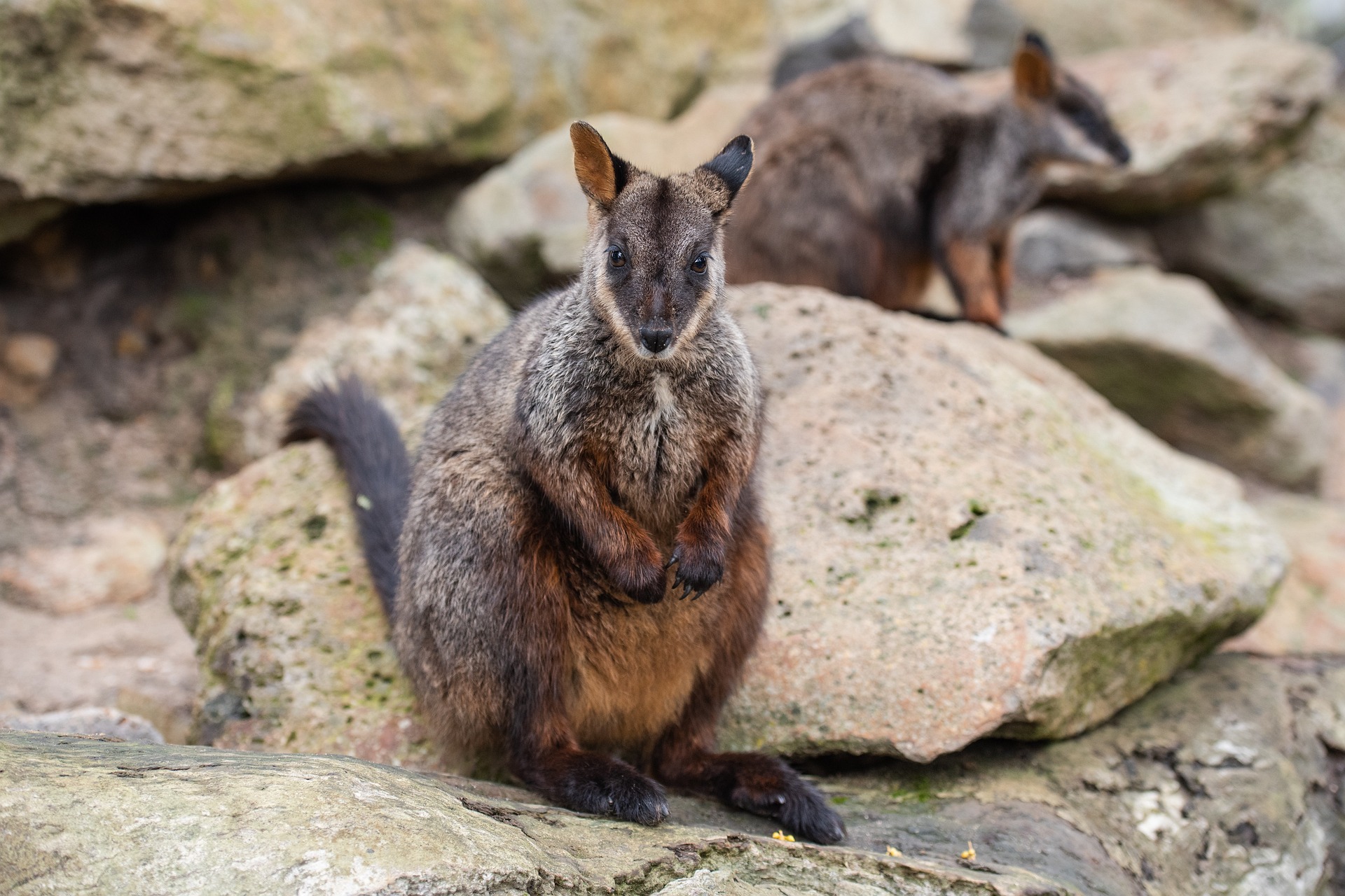 National Parks issues emergency response to save rock wallabies