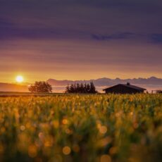 Consistent growth in Narrabri property prices