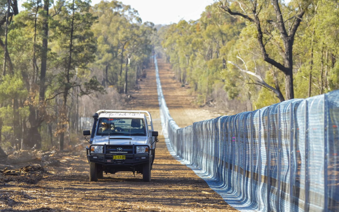 Pilliga’s final predator outfoxed by floods