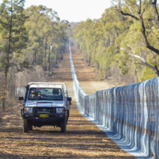 Pilliga’s final predator outfoxed by floods
