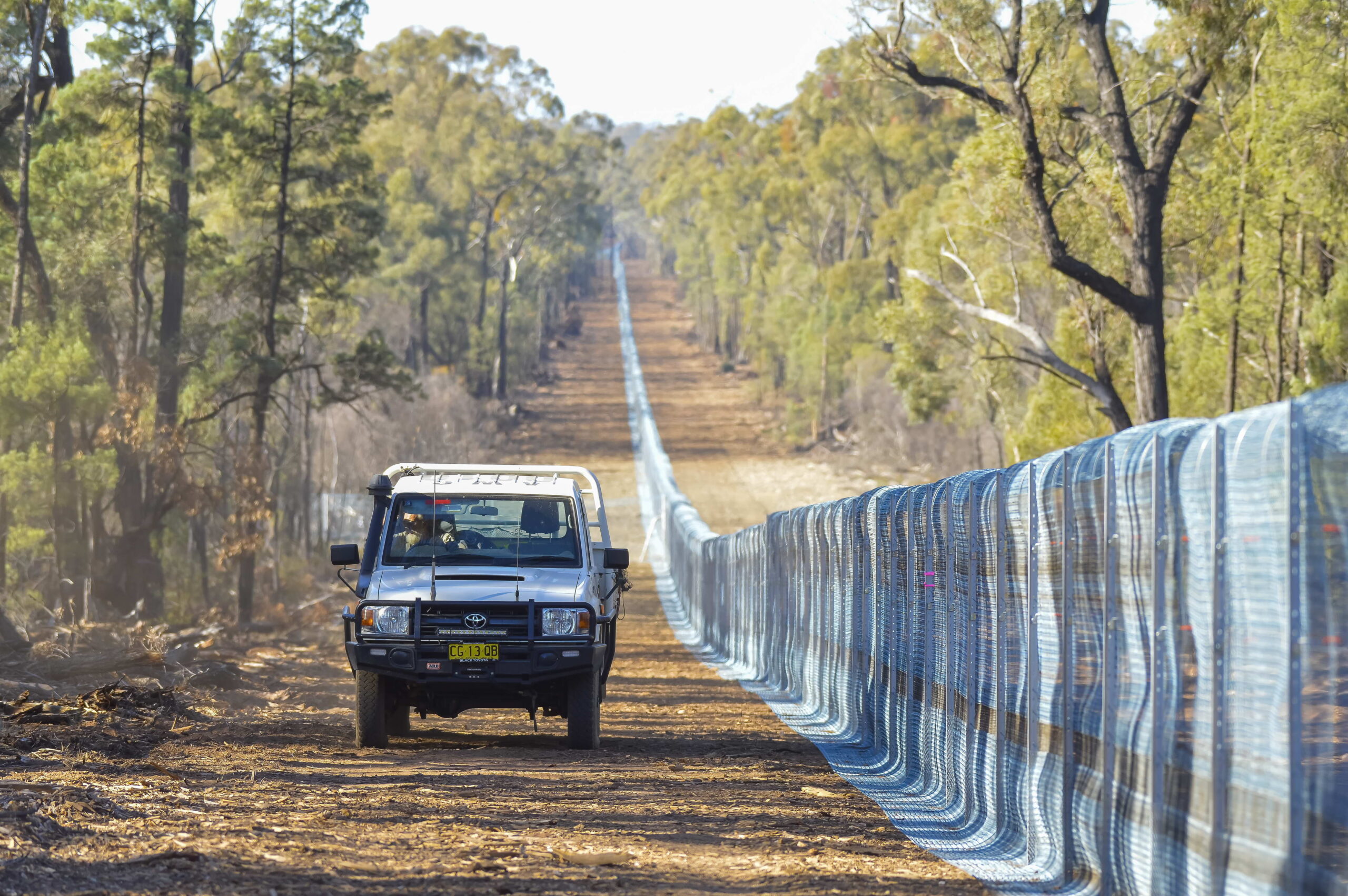 Pilliga’s final predator outfoxed by floods The Courier