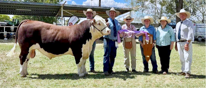 Truro success at Inverell Hereford feature show