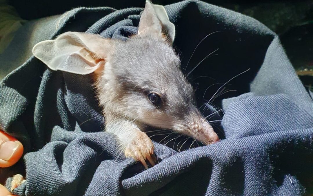 Pilliga’s bilby population experiences growth