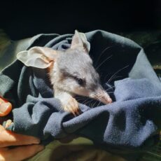 Pilliga’s bilby population experiences growth