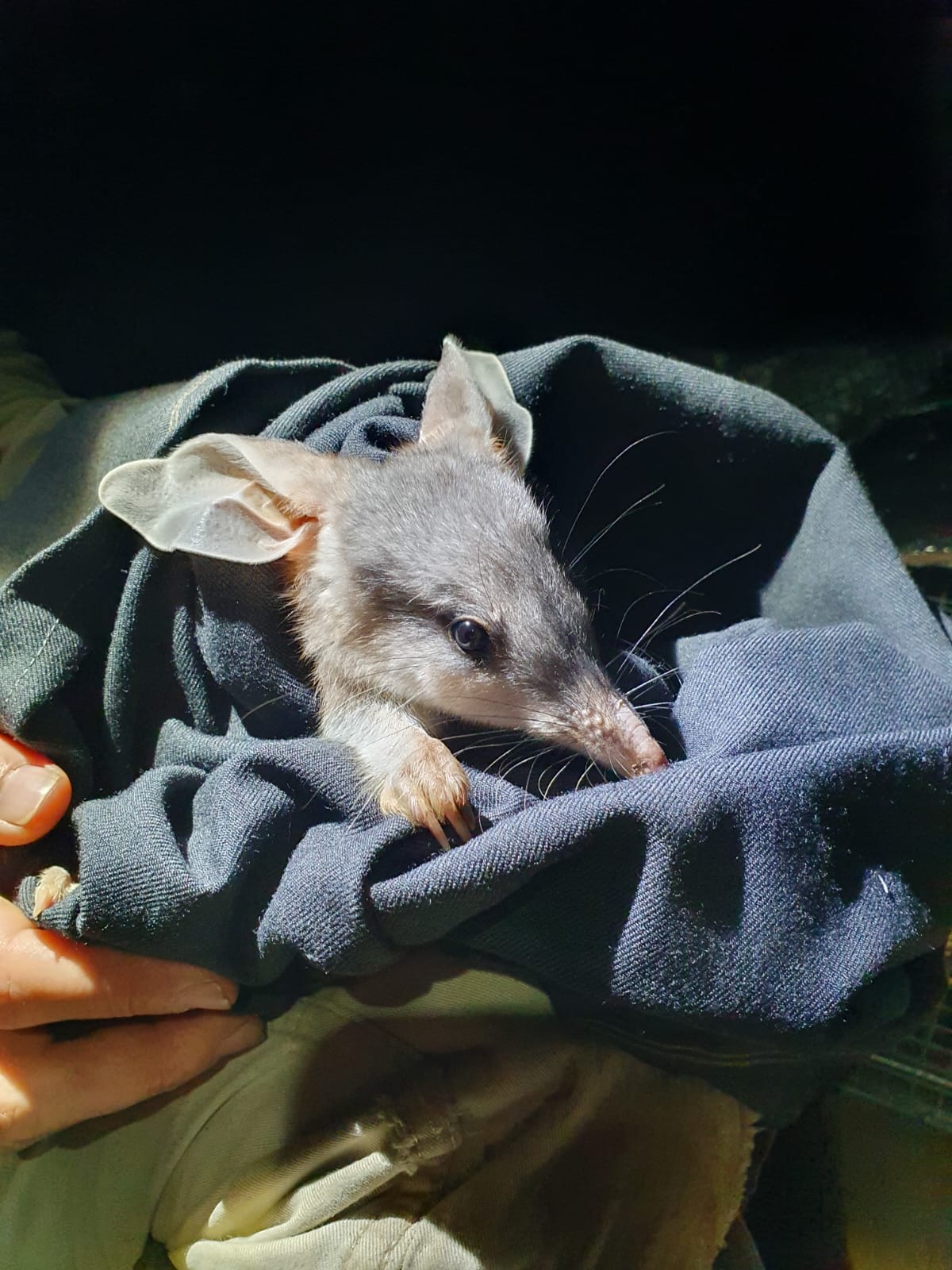 Pilliga’s bilby population experiences growth The Courier