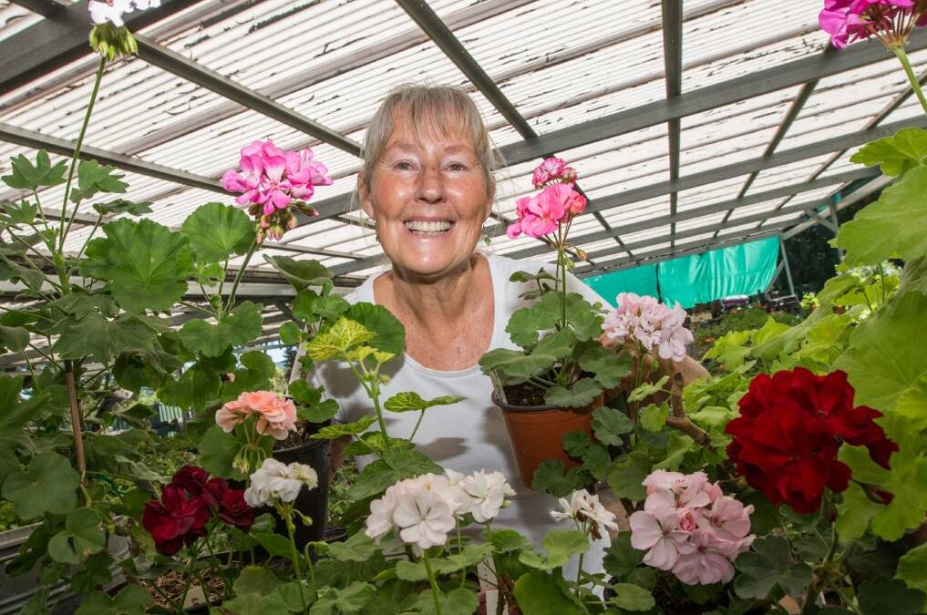 Garden Club to celebrate Geraniums and Pelargoniums