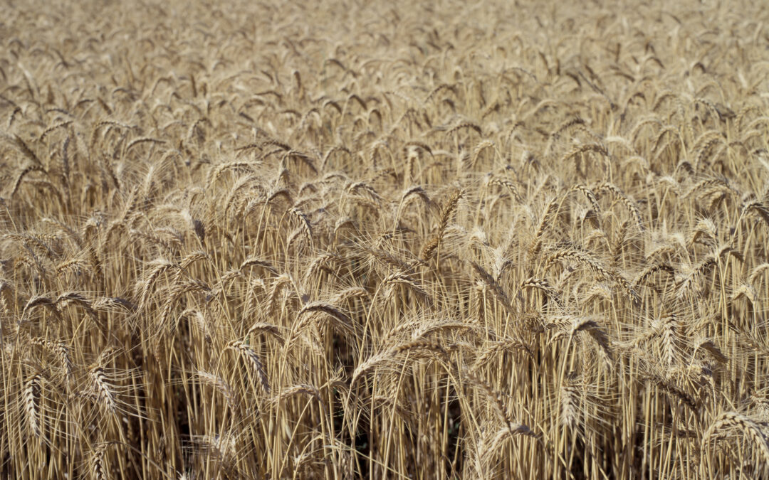 Farmers’ Federation calls for inquiry into price irregularity