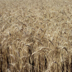 Farmers’ Federation calls for inquiry into price irregularity