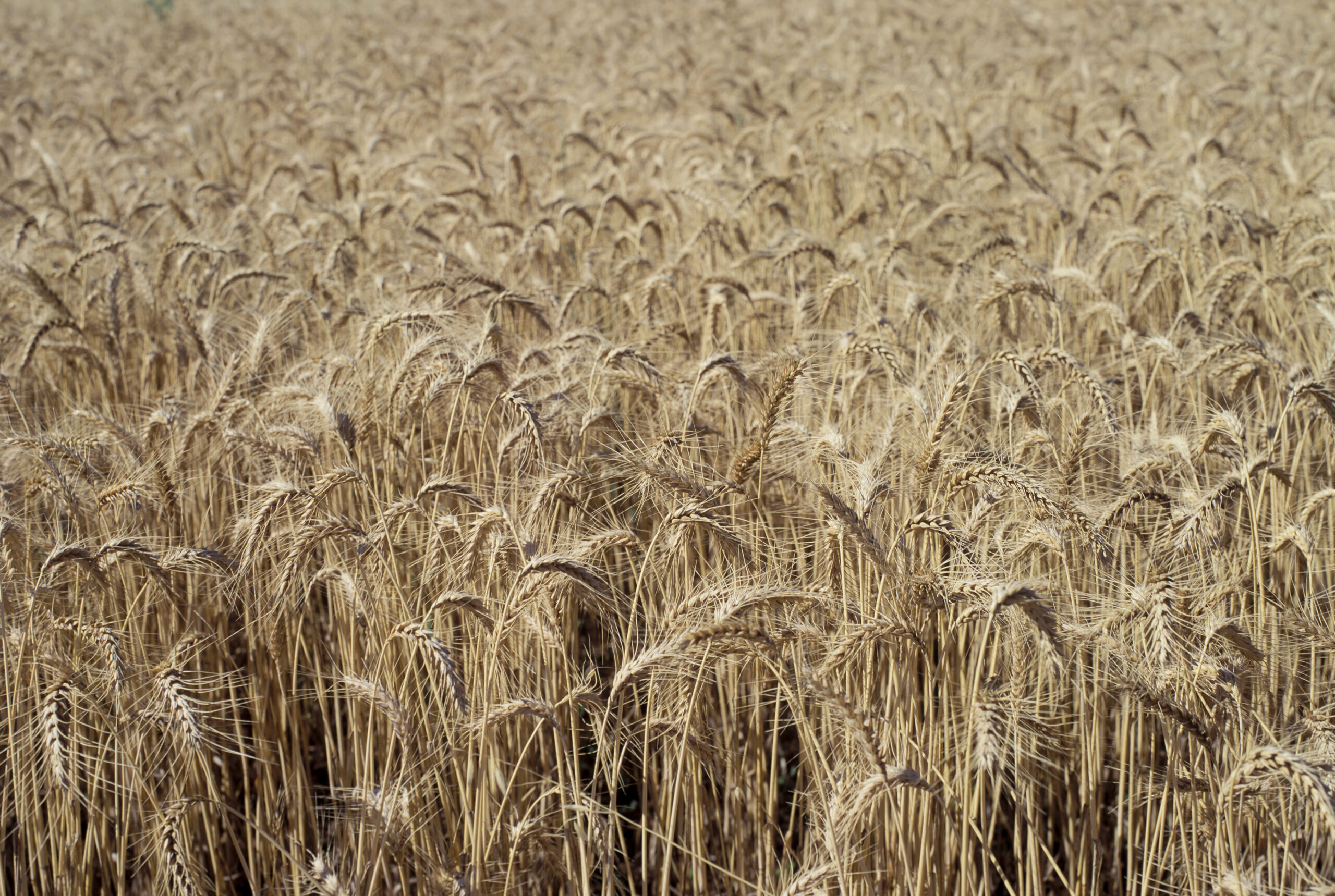 Robust harvest ahead: Rabobank