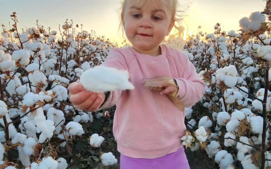 Checking the cotton at picking time