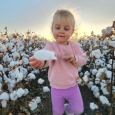 Checking the cotton at picking time
