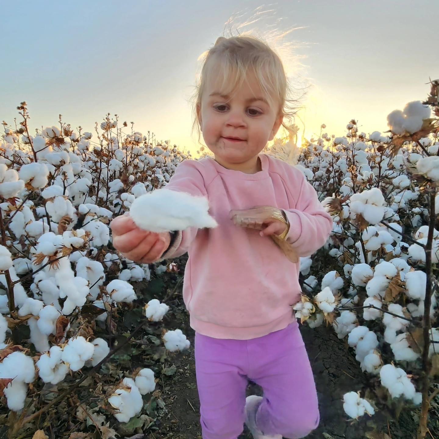 Checking the cotton at picking time
