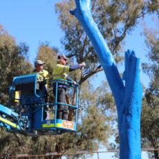 Wean’s Blue Tree project raises awareness
