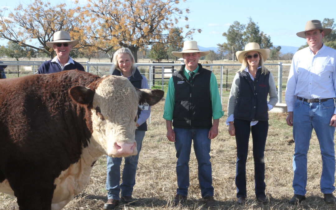 Successful 14th annual Rayleigh stud sale