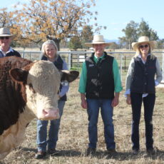 Successful 14th annual Rayleigh stud sale