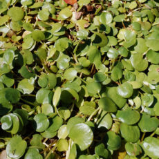 Invasive frogbit weed detected in Narrabri