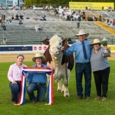 Truro Sherlock shines at Ekka