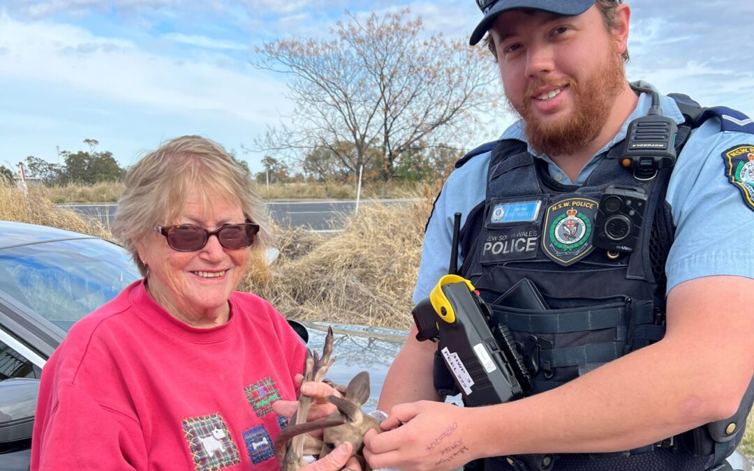 On the road with Narrabri’s resident roo rescue carer