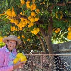 Grapefruit galore for Narrabri’s Mrs Shephard