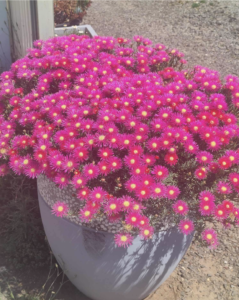 A beautiful mass of pigface in a pot at Vanessa Ryan’s.