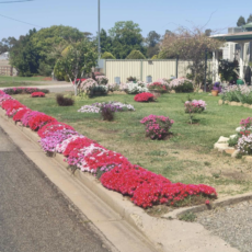Open gardens this Saturday