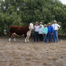 Truro’s Ekka champion fetches record price