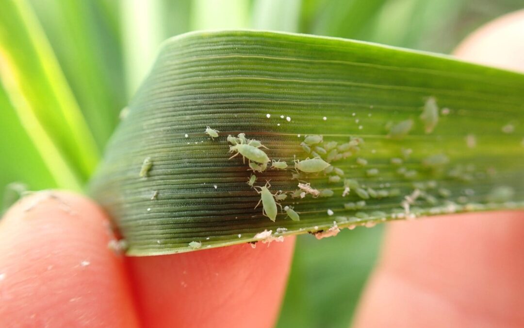 Growers urged to check crops for Russian wheat aphids