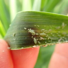 Growers urged to check crops for Russian wheat aphids