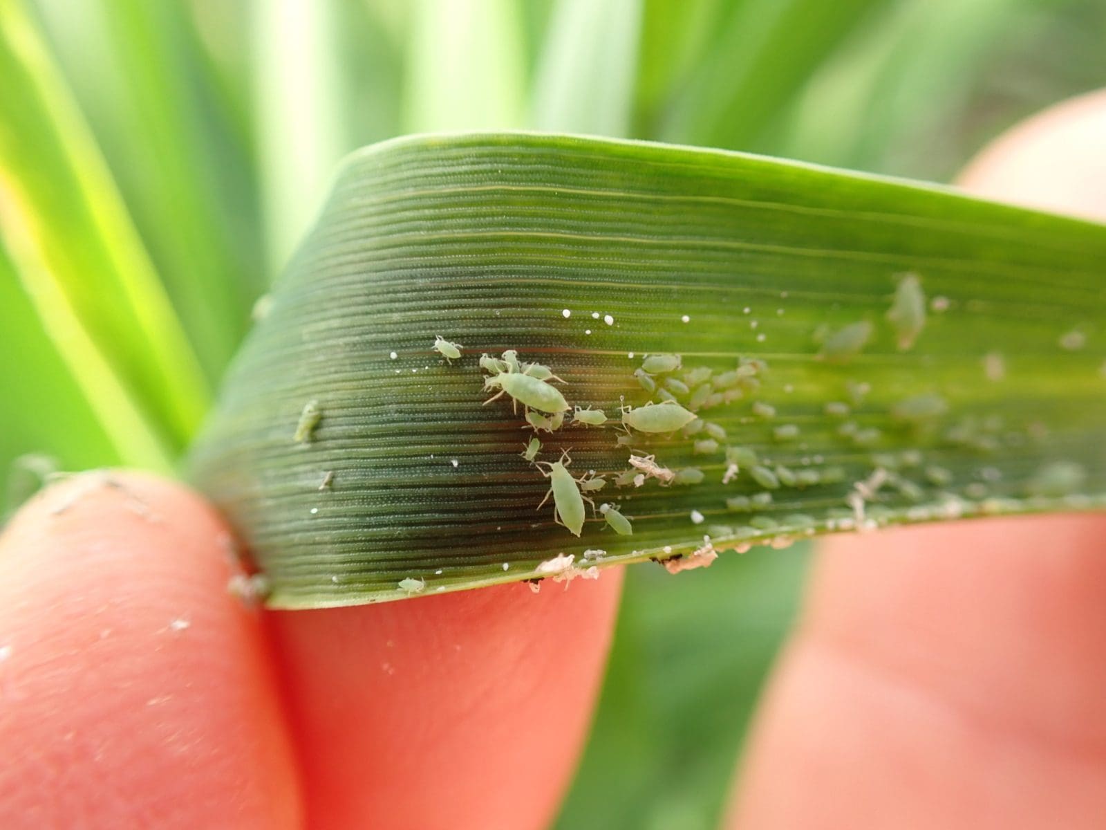 Growers urged to check crops for Russian wheat aphids