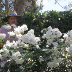 Much-loved flower show returns on Saturday