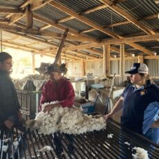 Putting theory into action in the shearing shed