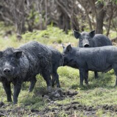 Bec Gray takes on role as state’s first feral pig coordinator