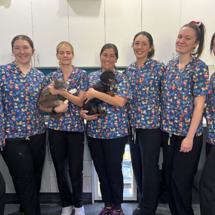 Allpets Veterinary Clinic  celebrates five years