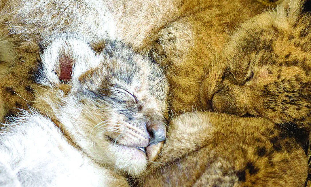 ROARSOME NEWS FOR CONSERVATION AT DUBBO ZOO