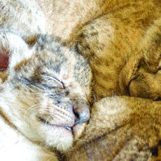 ROARSOME NEWS FOR CONSERVATION AT DUBBO ZOO