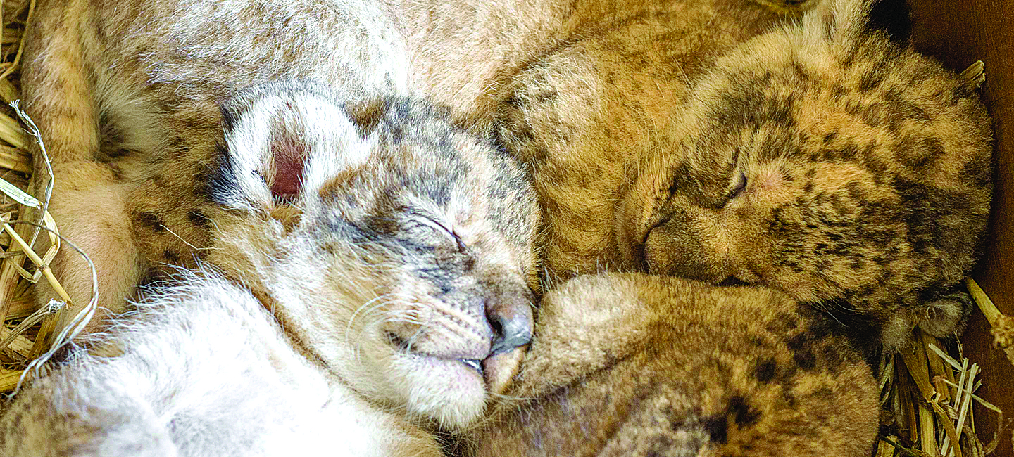 ROARSOME NEWS FOR CONSERVATION AT DUBBO ZOO