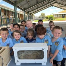 Where would we ‘bee’ without our pollinators?